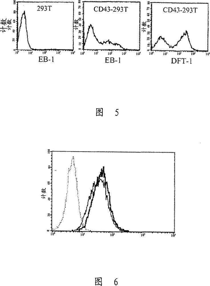 Acute leukemia and lymphoblastic lymphoma-specific CD43 epitope and use thereof