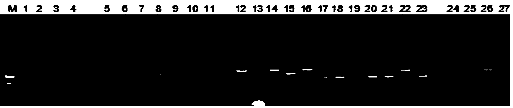 FISH (fluorescence in situ hybridization) probe, kit and detection method for detecting Her2 (human epidermal growth factor receptor 2) gene free from repetitive sequence