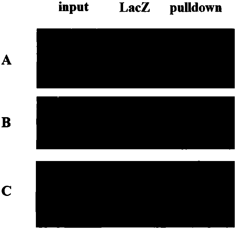 A kind of rna pulldown method and kit