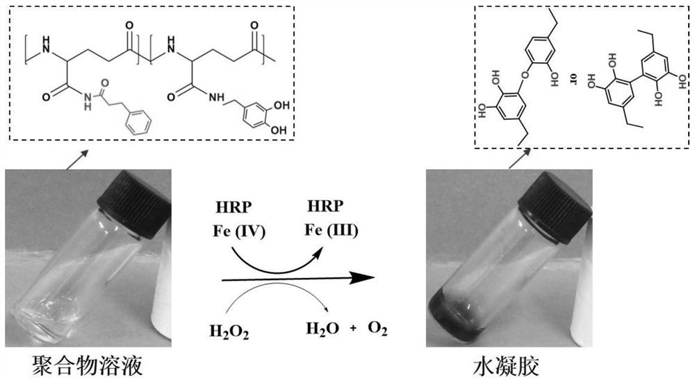 A blood protein responsive γ-polyglutamic acid hydrogel hemostatic material and its preparation method and application