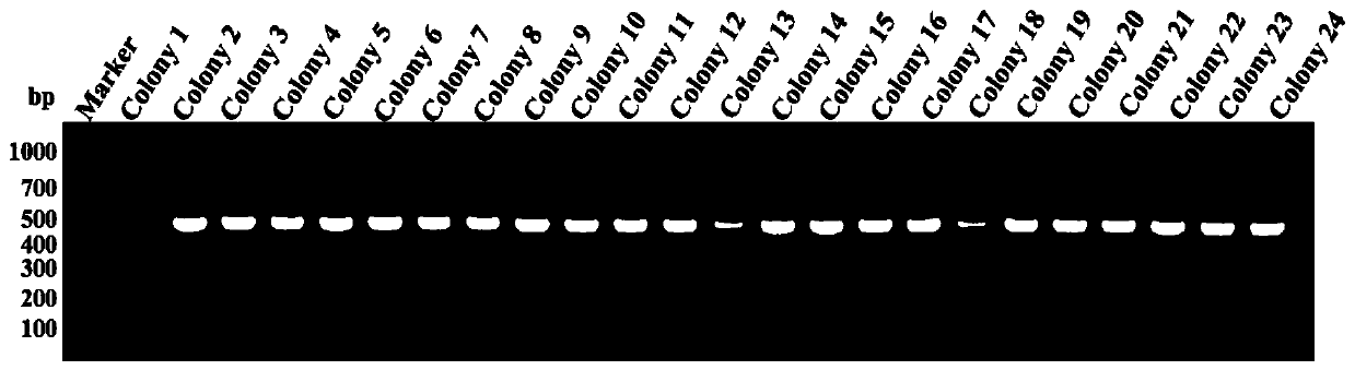 Single-domain antibodies specific for v5-tagged proteins and their derivatives