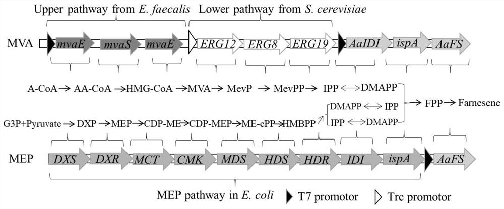 Genetically engineered bacterium for high yield of farnesene and construction method and application thereof