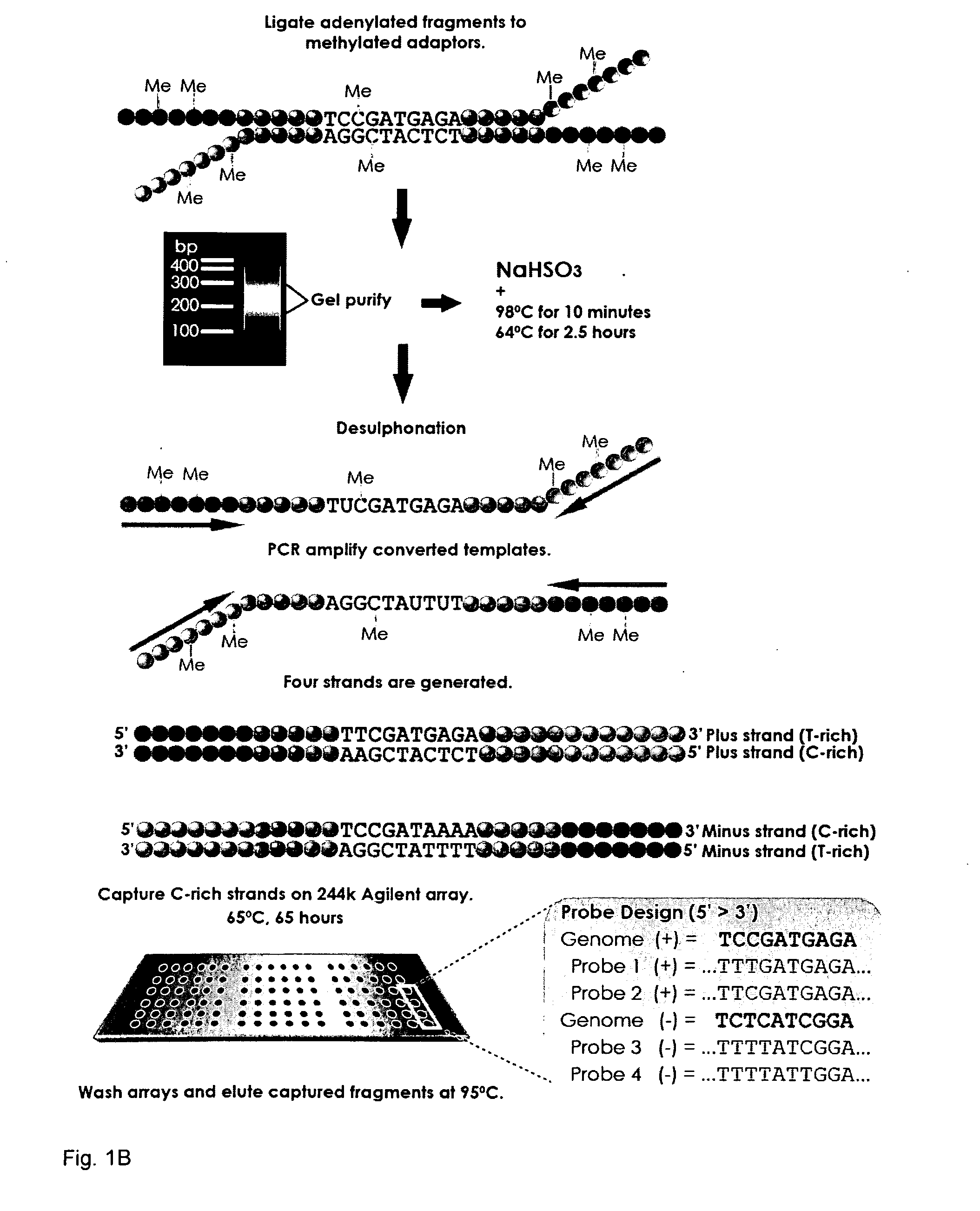 Methods and arrays for profiling DNA methylation