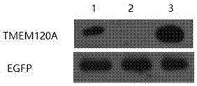 Promoter-like gene for efficiently promoting and expressing heterologous protein and application thereof