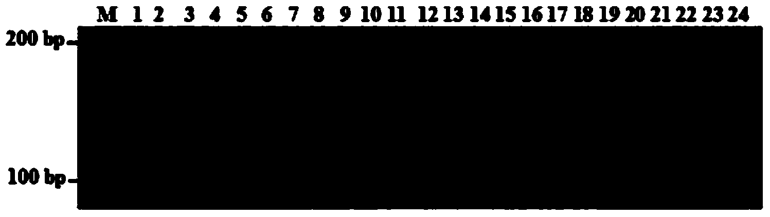 Pepper hybrid seed purity testing EST-SSR (expressed sequence tag-simple sequence repeat) molecular marker and application thereof