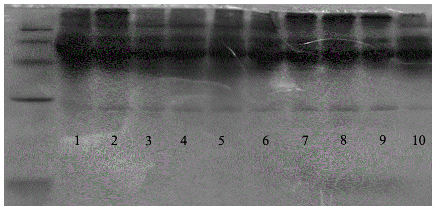 Method of identifying neonatal calf serum quality