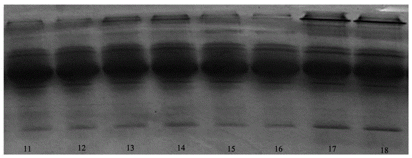 Method of identifying neonatal calf serum quality