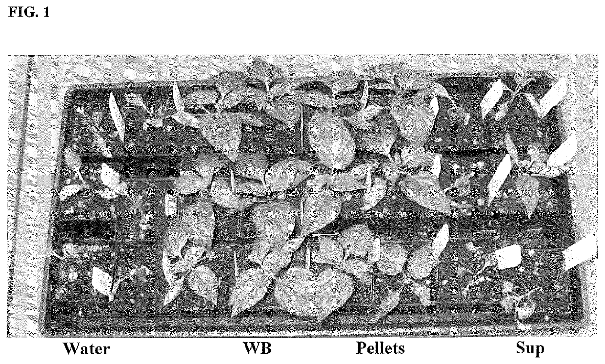 Method of purifying antifungal compounds and exopolysaccharides from a microbial cell culture