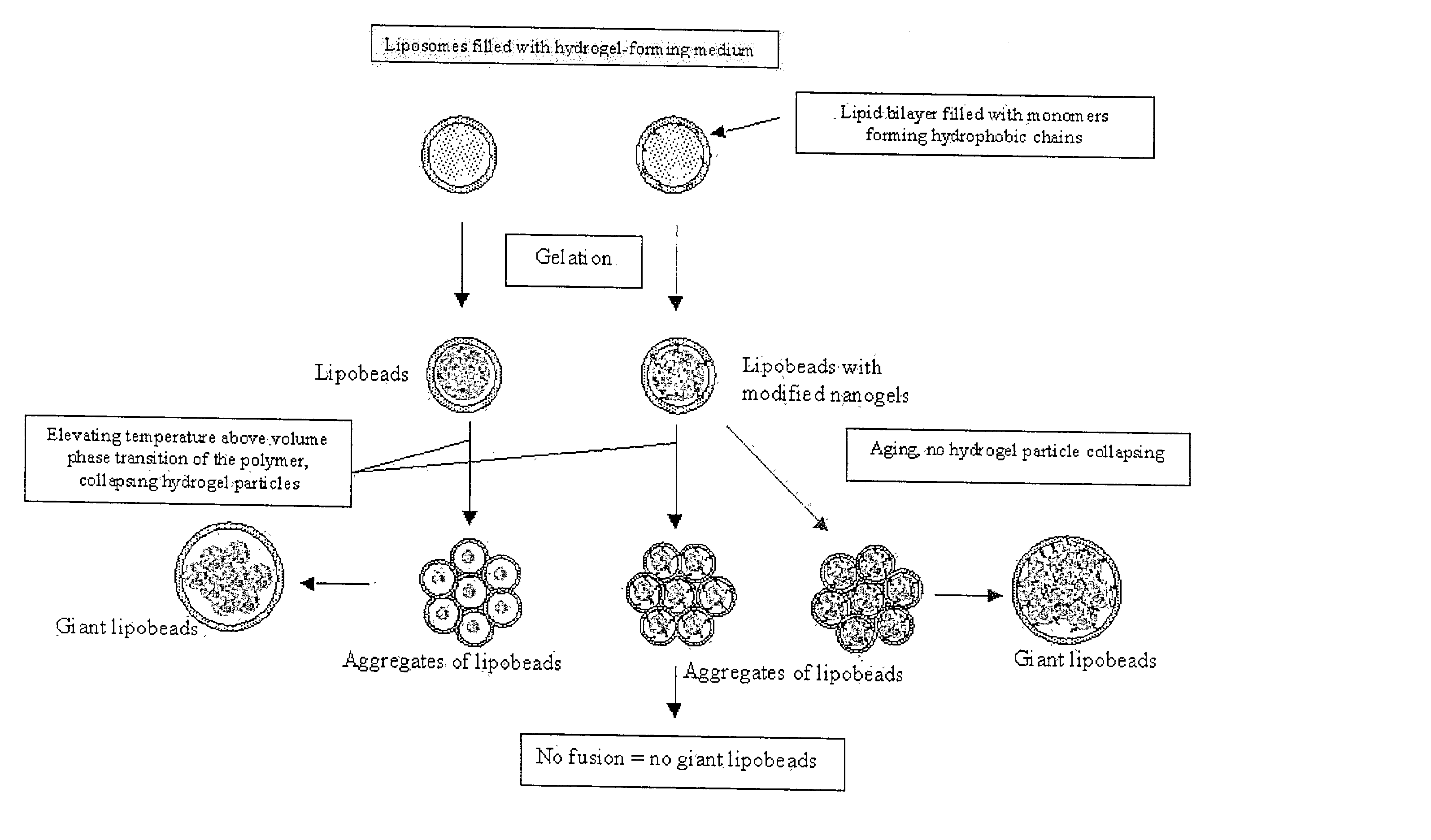 Lipobeads and their production