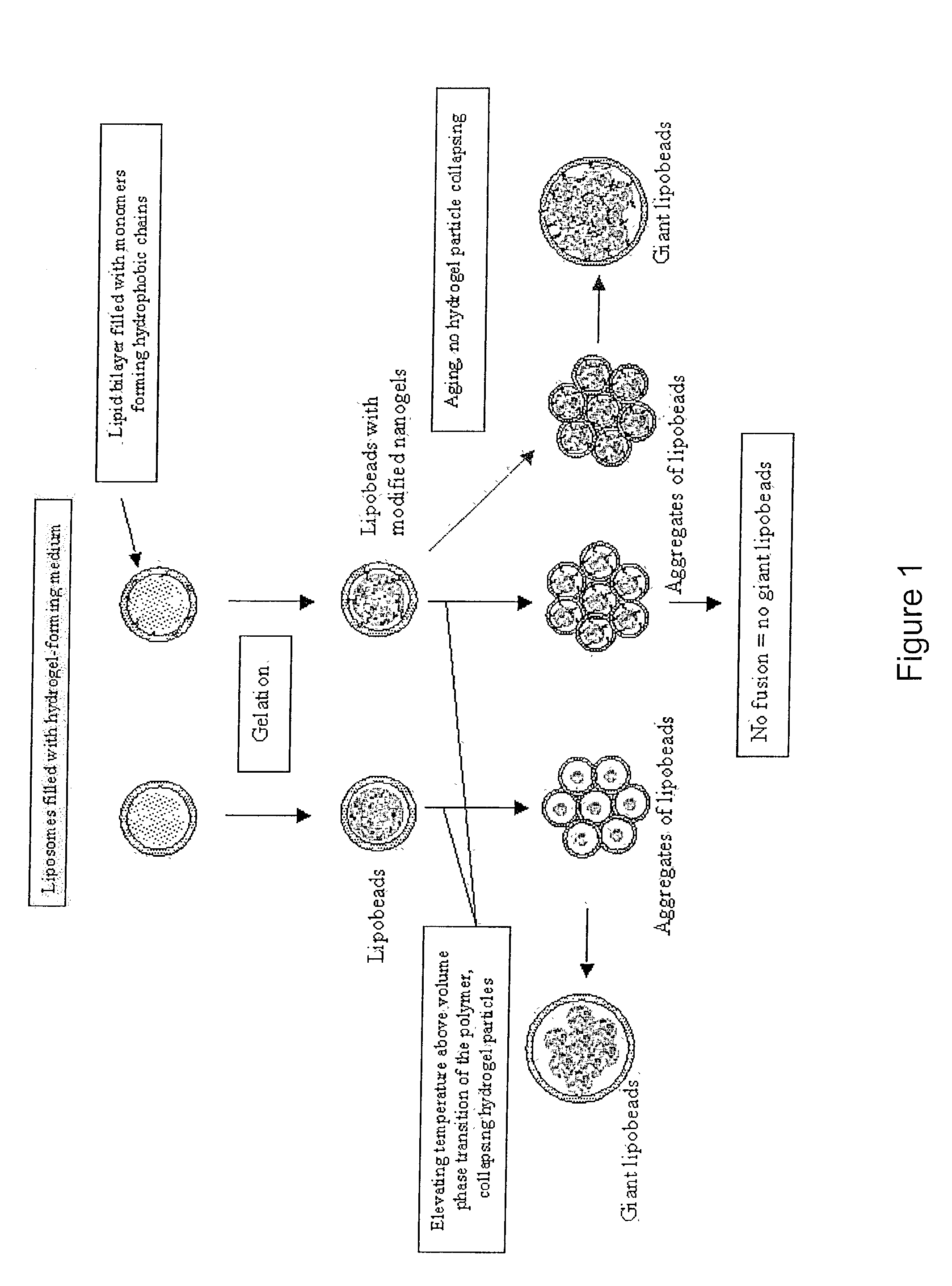 Lipobeads and their production