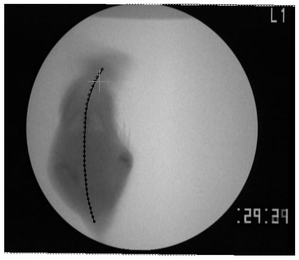 A method and system for determining the degree of freedom of the spine of a robotic mouse