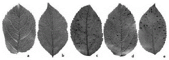 SSR molecular markers for identifying resistance and susceptibility of apple on glomerella leaf spot as well as application of SSR molecular markers