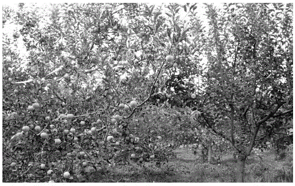 SSR molecular markers for identifying resistance and susceptibility of apple on glomerella leaf spot as well as application of SSR molecular markers