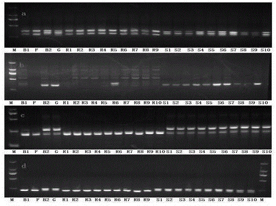 SSR molecular markers for identifying resistance and susceptibility of apple on glomerella leaf spot as well as application of SSR molecular markers