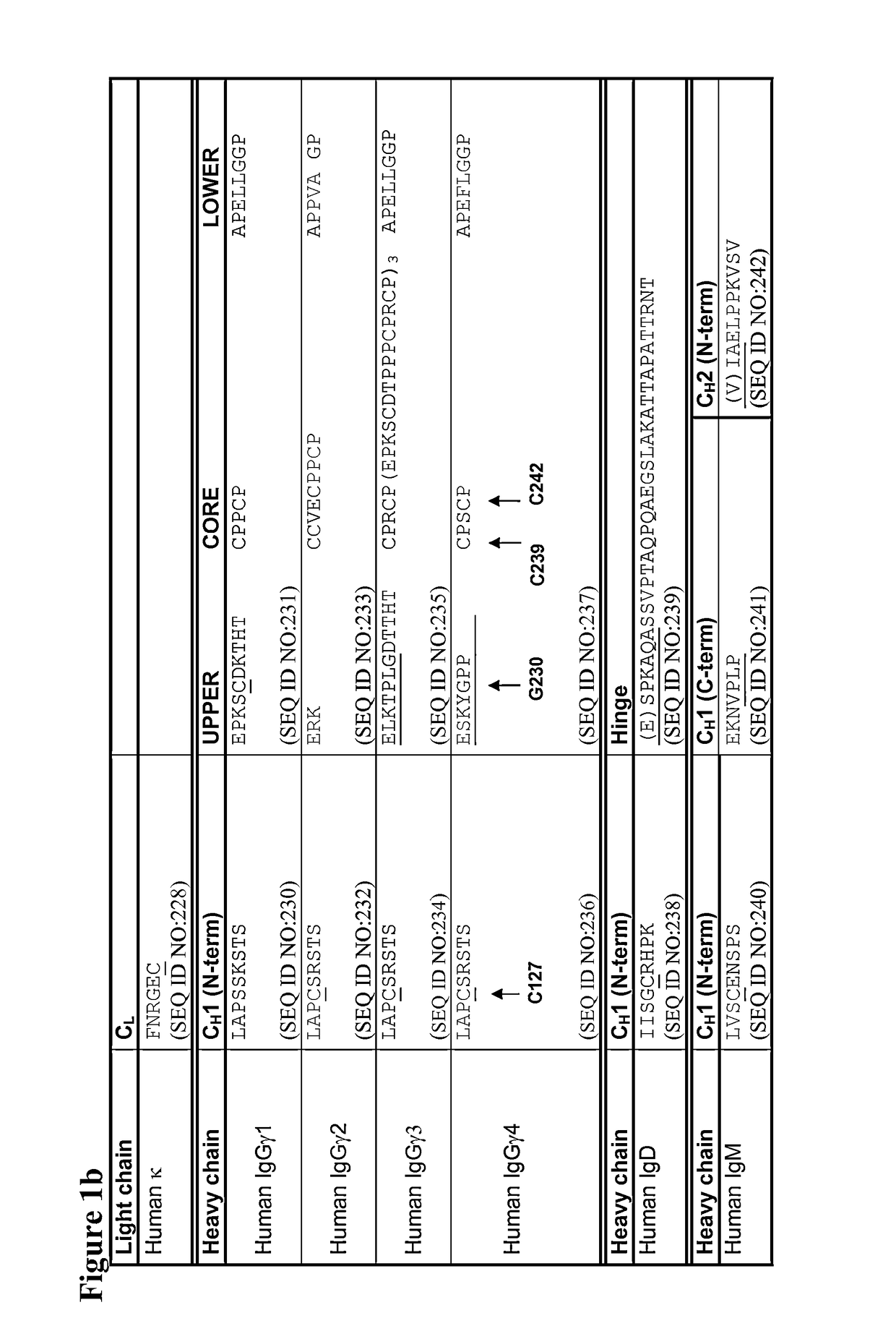 Sequence symmetric modified IGG4 bispecific antibodies