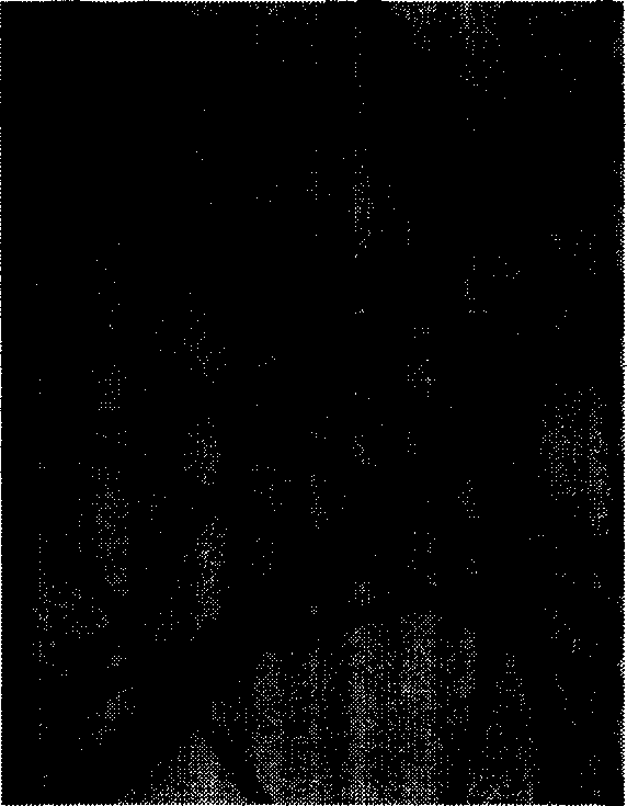 Preparation of high-specific surface area nanometer carbon tube