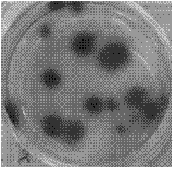 Method for rapidly screening recombinant fowlpox virus by means of CRISPR/Cas9 system and application thereof