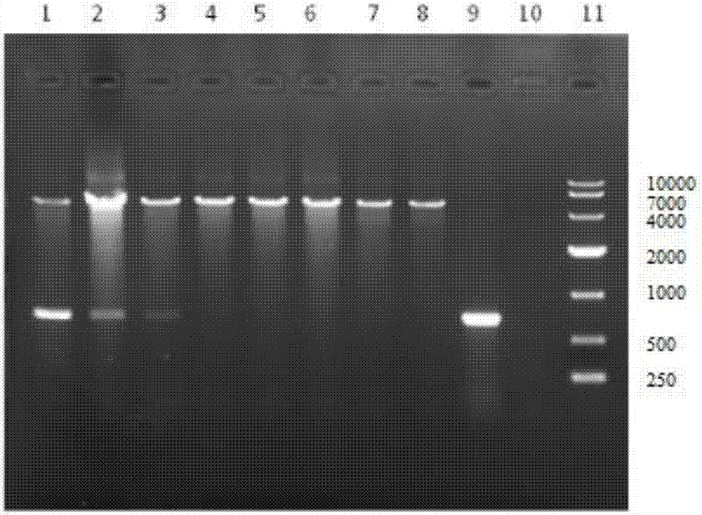 Method for rapidly screening recombinant fowlpox virus by means of CRISPR/Cas9 system and application thereof