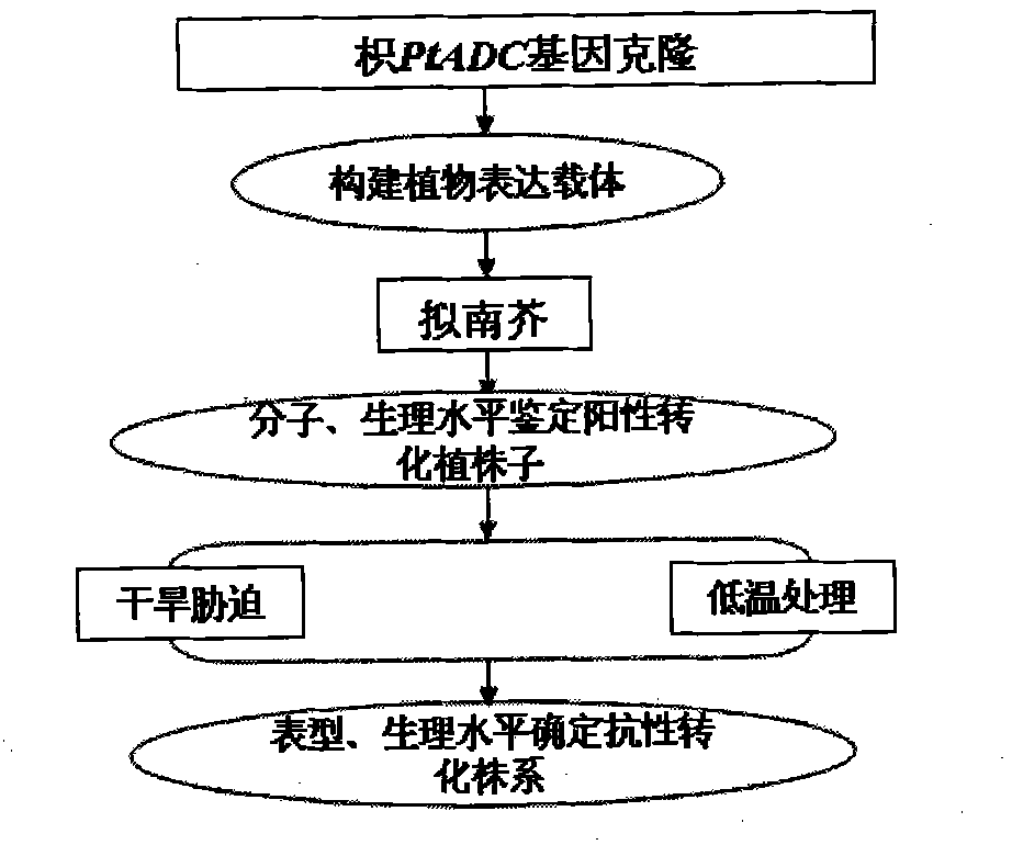 Method for improving plant drought resisting cold resisting capability by utilizing poncirus trifoliata argininedecarboxylase gene PtADC