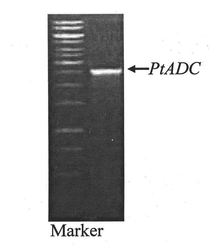 Method for improving plant drought resisting cold resisting capability by utilizing poncirus trifoliata argininedecarboxylase gene PtADC