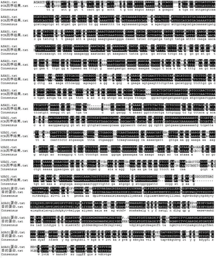 Ochratoxin detoxification protein, encoding gene thereof and application