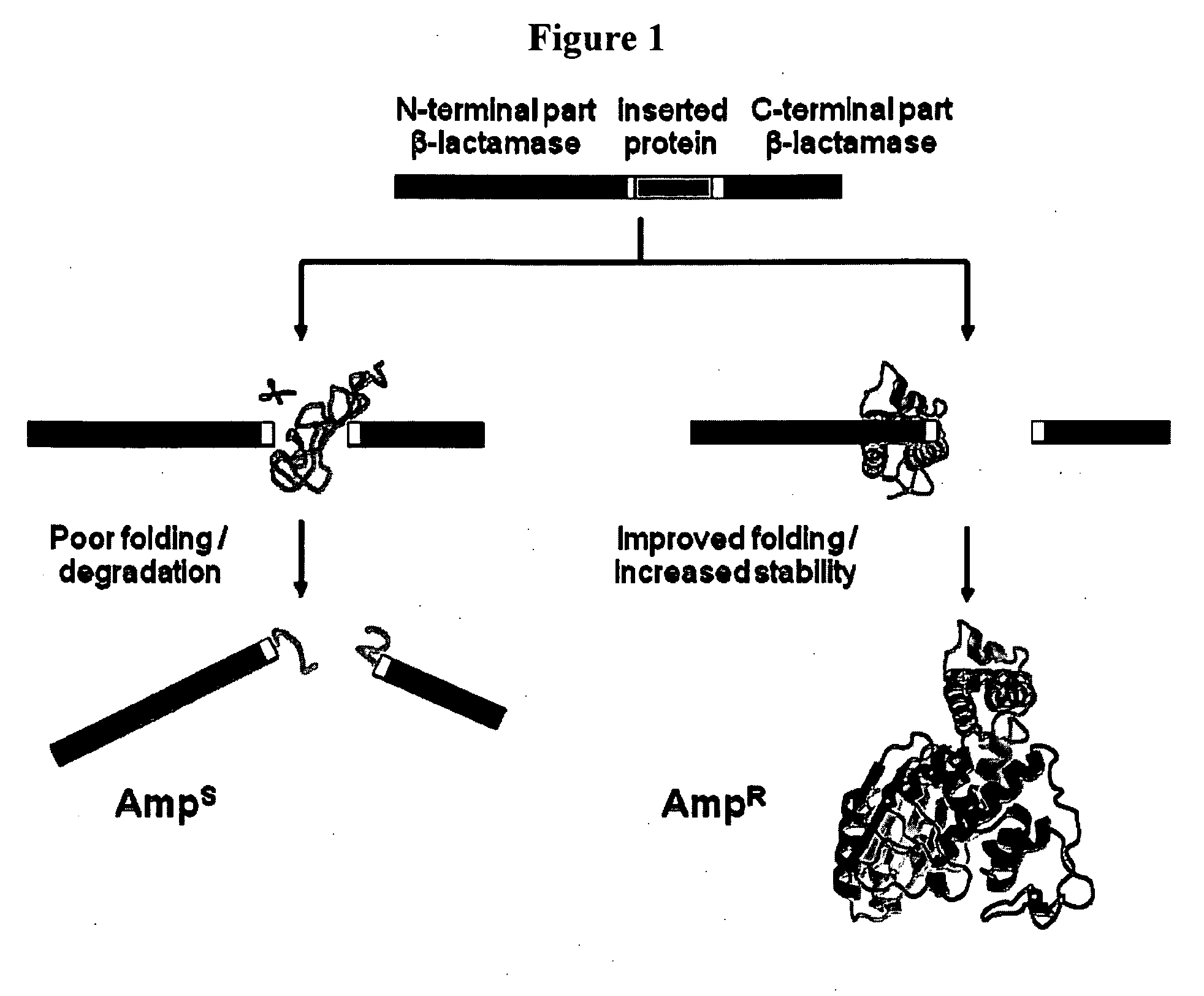 Methods and compositions for increasing biological molecule stability