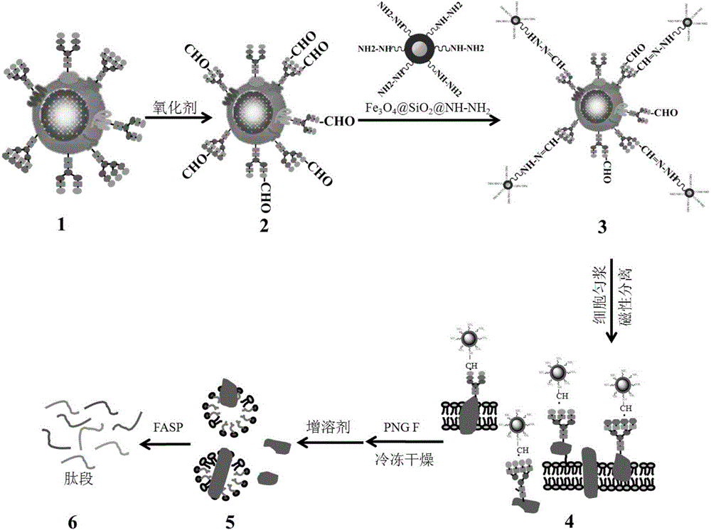 Cell membrane protein enrichment and purification method