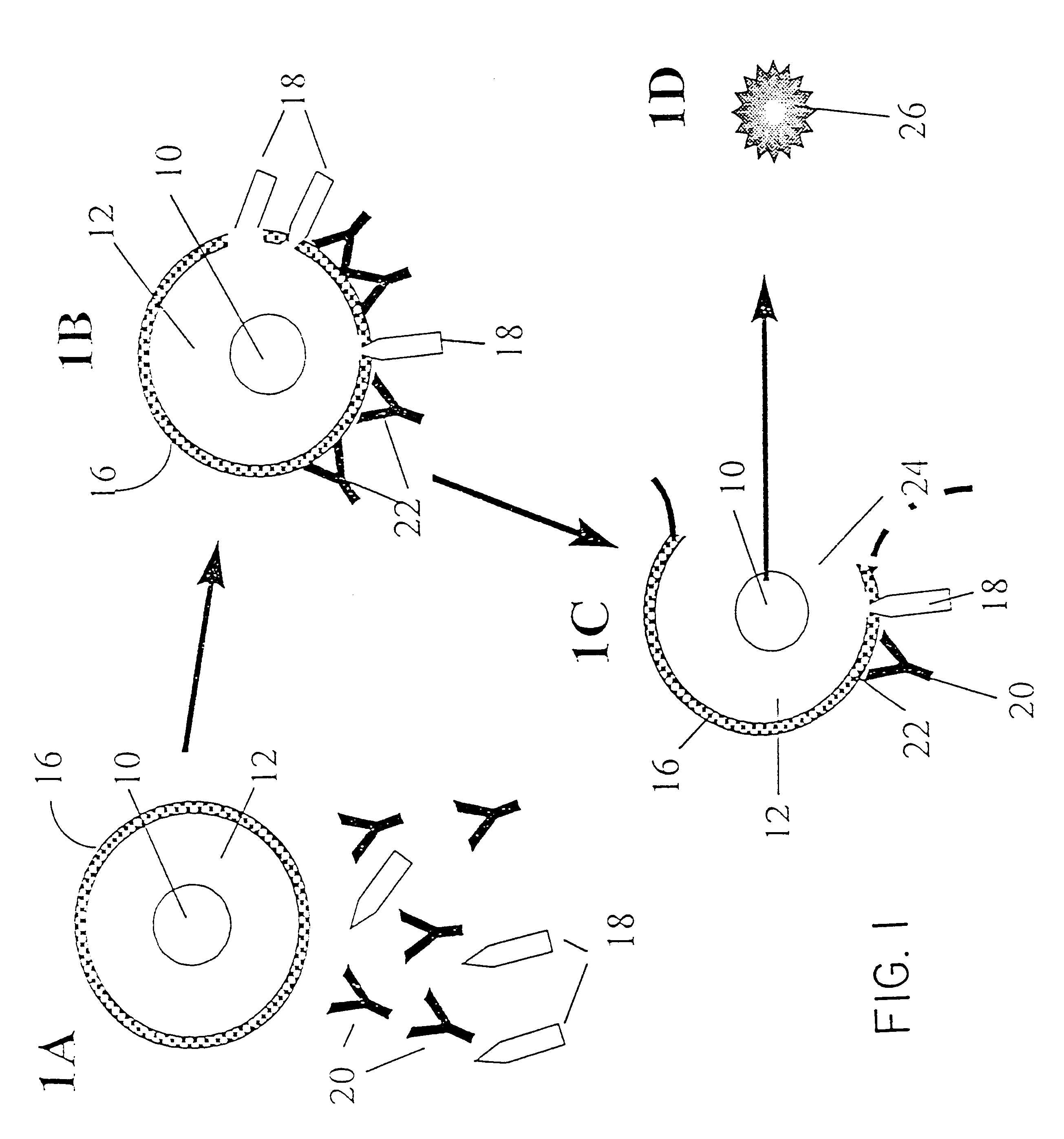 Liposome immunoassay