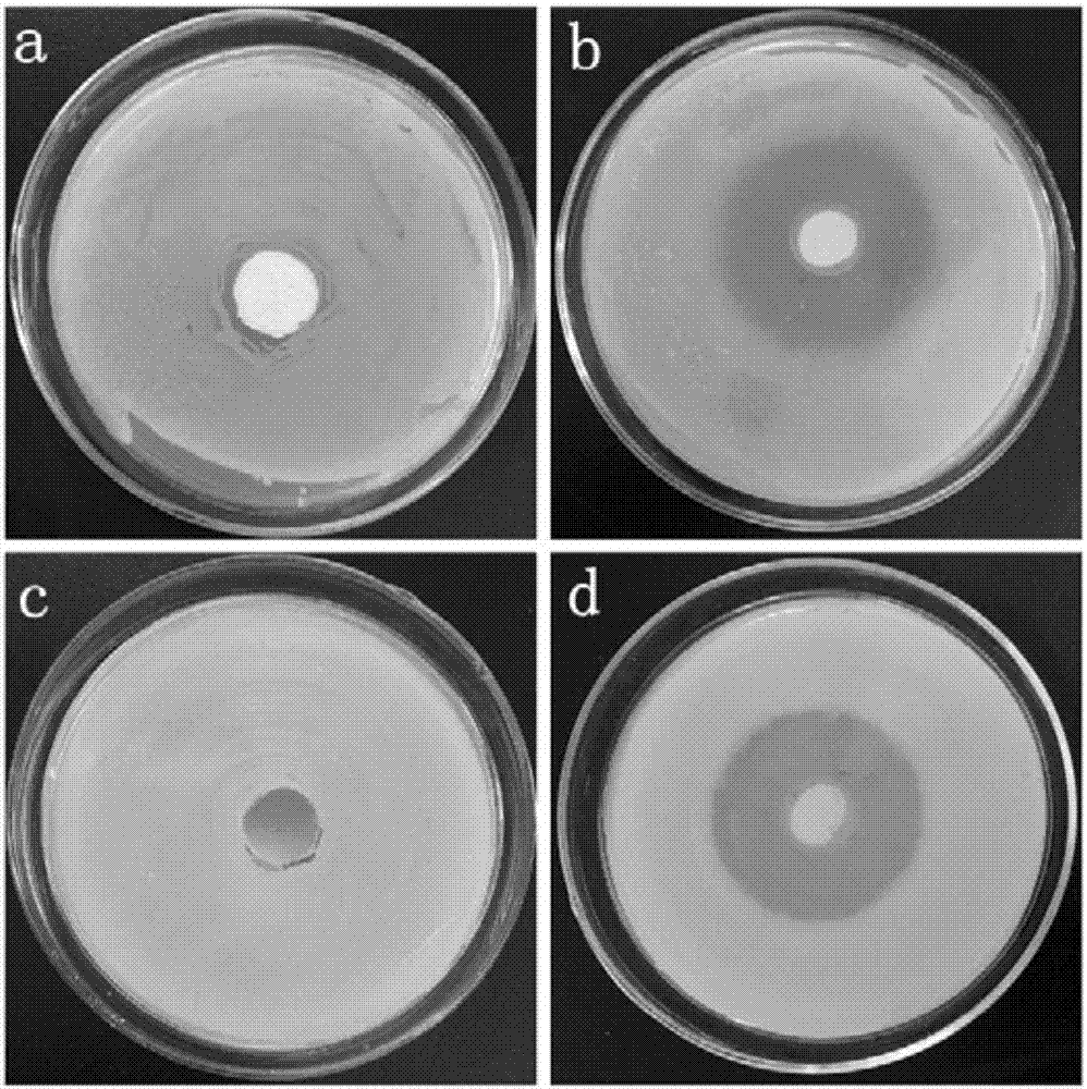 Application of pH-sensitive coaxial polylactate caprolactone PLCL/gelatin double drug-loaded fiber scaffold