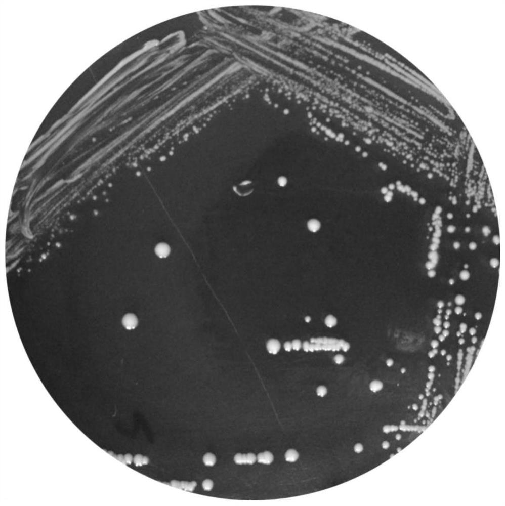 Lactobacillus gasseri LS03 and application thereof