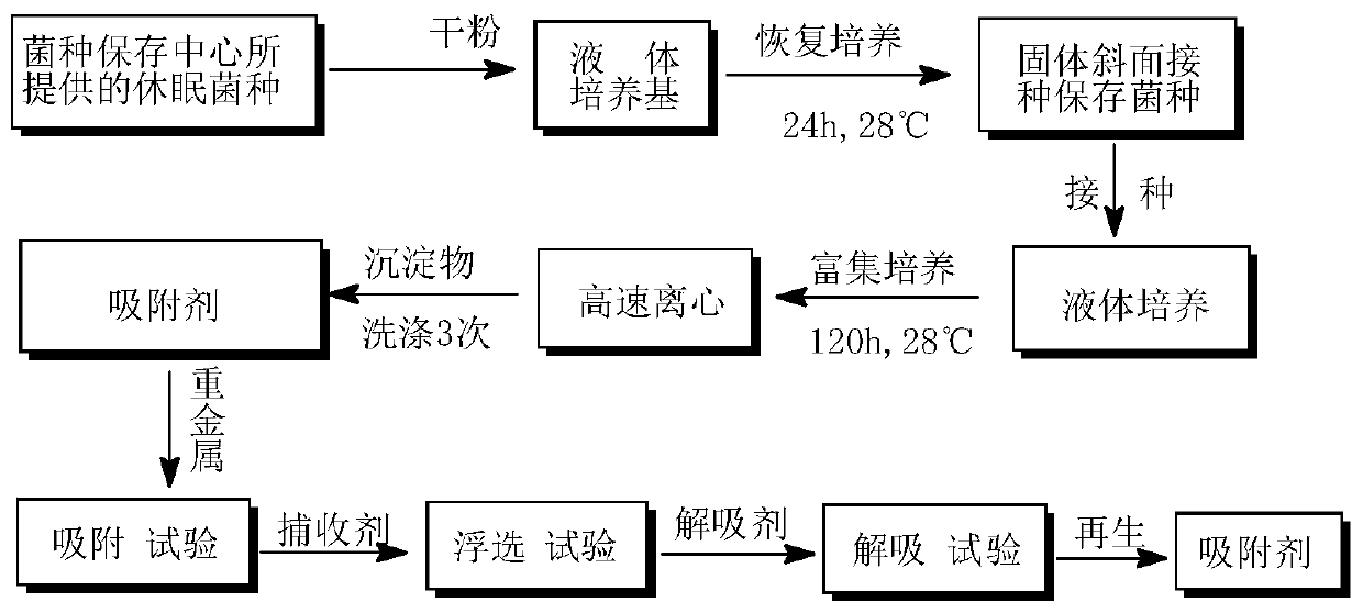 Method for removal of lead ions in sewage by mycobacterium phlei