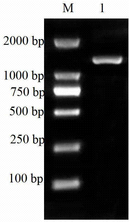 CDNA (Complementary Deoxyribose Nucleic Acid) nucleotide of monascus ruber GAD (Glutamic Acid Decarboxylase) gene and synthetic method thereof and corresponding protein