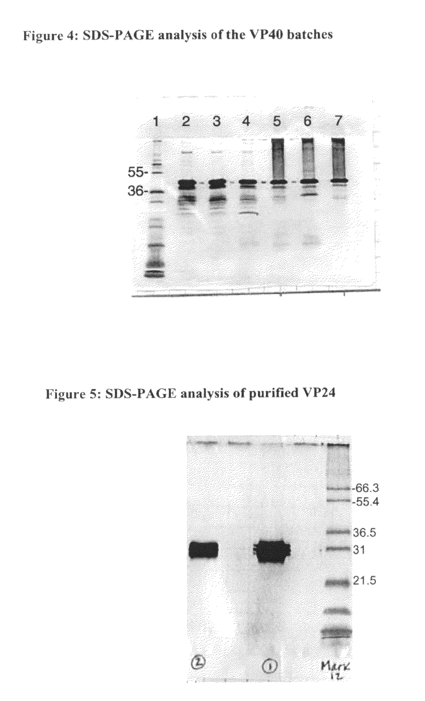 Drosophila cell lines producing recombinant secretable filovirus surface glycoproteins lacking the membrane spanning domain