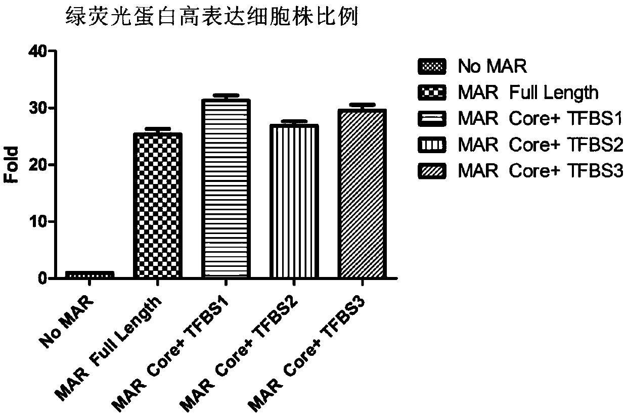 Novel animal cell expression vector containing MAR (Matrix Attachment Region) core fragment