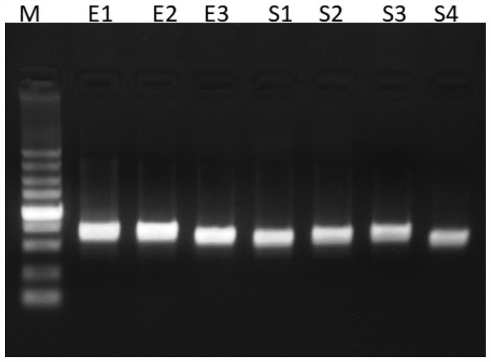 GRNA of targeted CTGF gene and application thereof