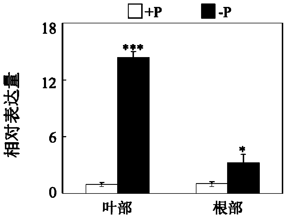 A key gene gmphr25 for tolerance to low phosphorus in plant phosphorus signaling network and its application