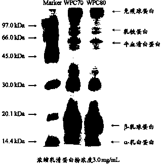 Method for preparing whey protein powder (WPC) and lactose powder simultaneously by whey