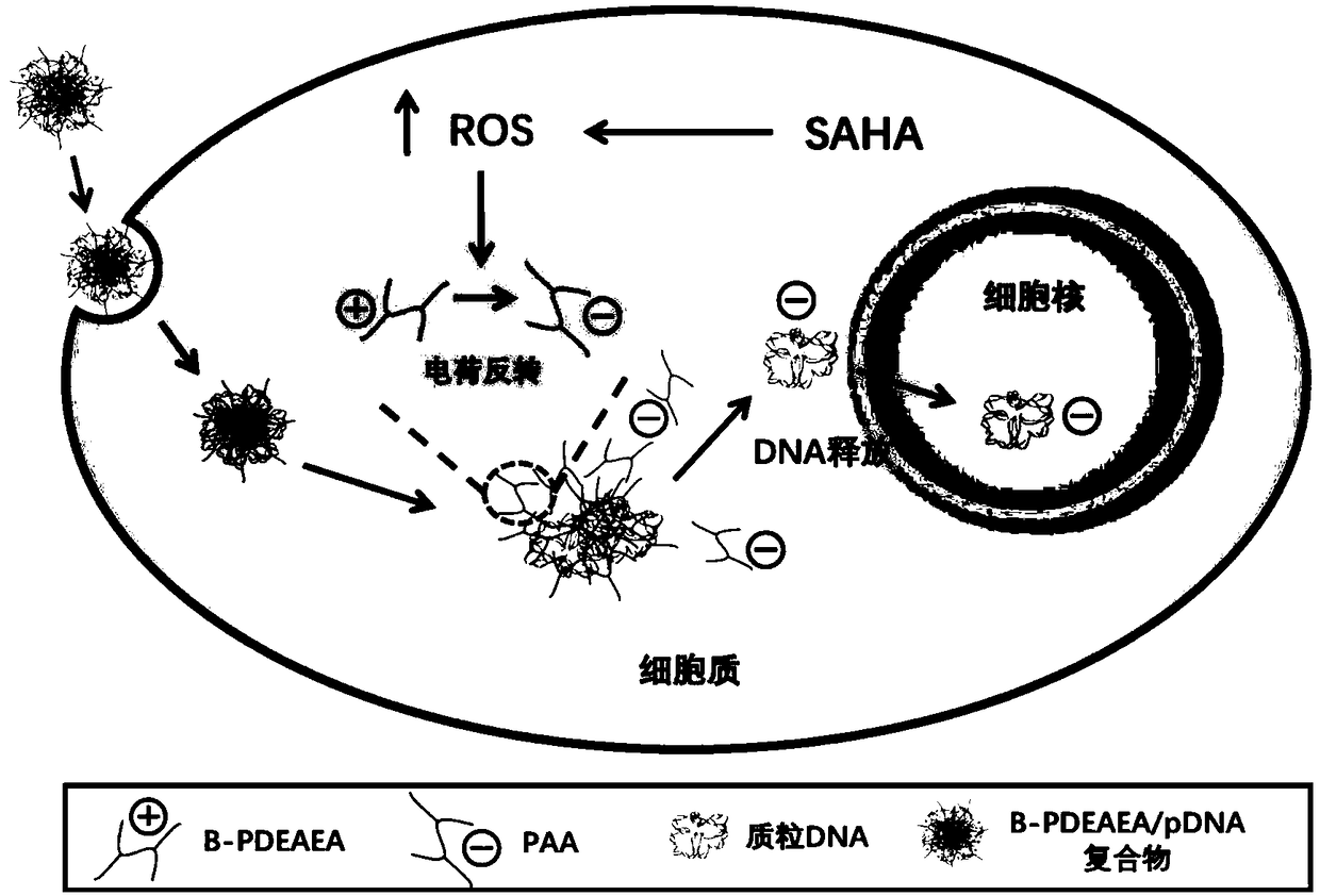 Application of vorinostat in oxidation responded cationic polymer gene vector mediated gene therapy