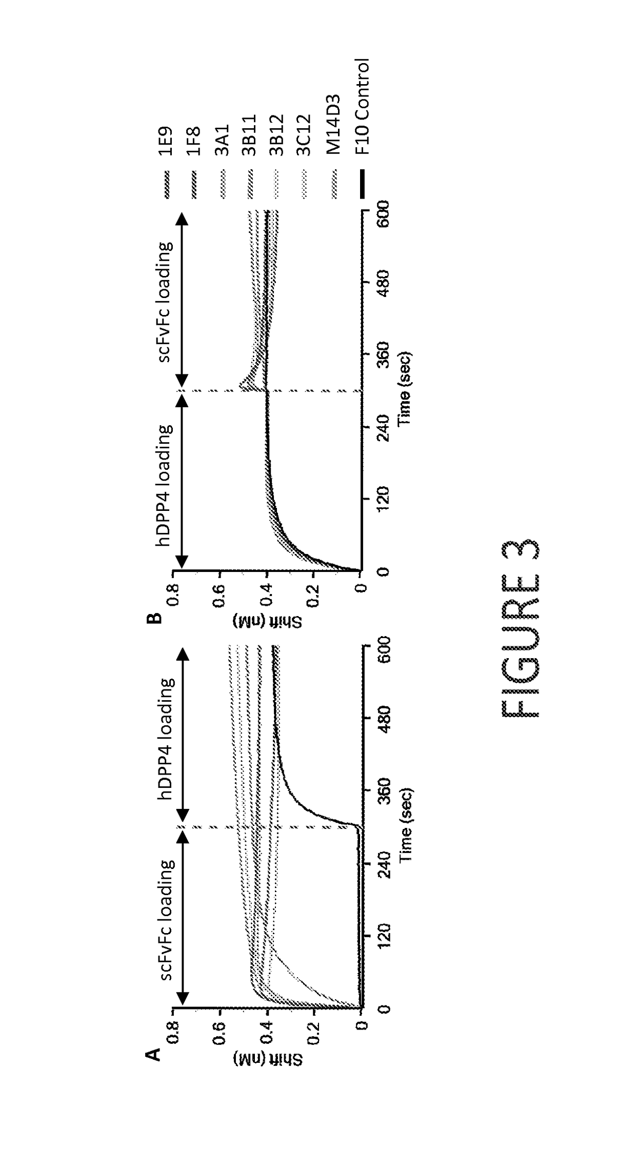 Middle east respiratory syndrome coronavirus neutralizing antibodies and methods of use thereof