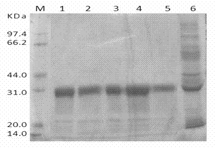 Preparation method of apis cerana antimicrobial peptide AccRoyalisin polyclonal antibody and use thereof