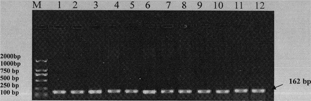 Goat SH2B1 gene single nucleotide polymorphism loci and detection method thereof