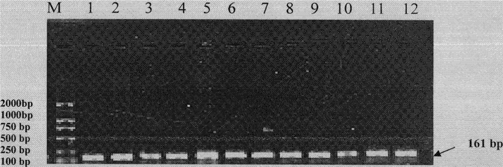 Goat SH2B1 gene single nucleotide polymorphism loci and detection method thereof