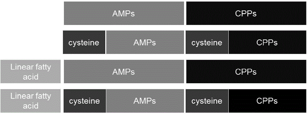 Polypeptide nucleic acid vector, preparation method and uses thereof