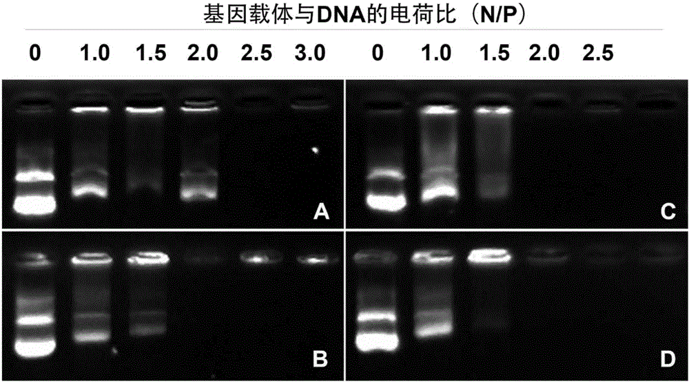 Polypeptide nucleic acid vector, preparation method and uses thereof