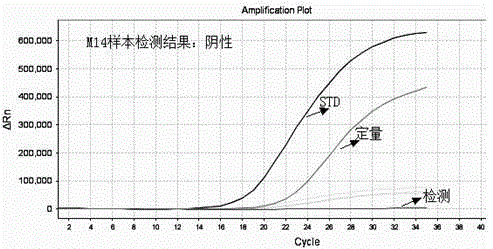 Human b-raf gene v600 mutation detection kit