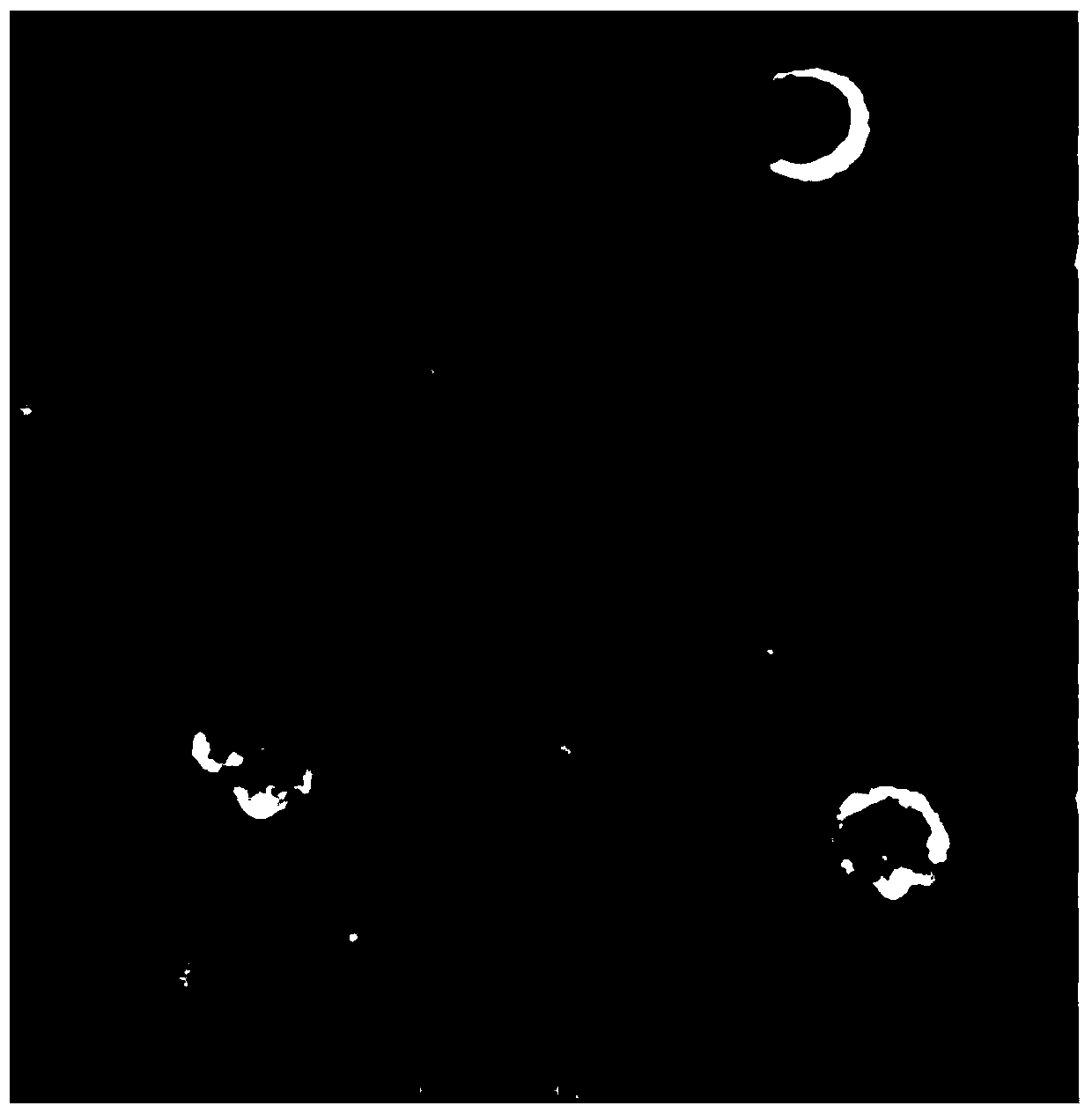 Freeze-dried powder containing sheep mesenchymal stem cell exosome and preparation method thereof