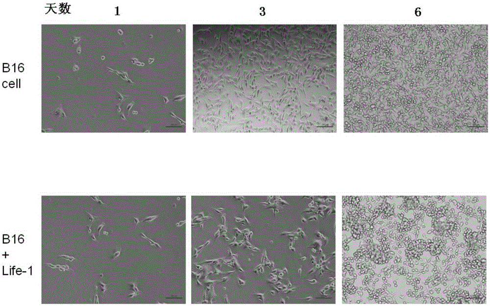 Preparation method and application of mammalian bone marrow intracellular fluid