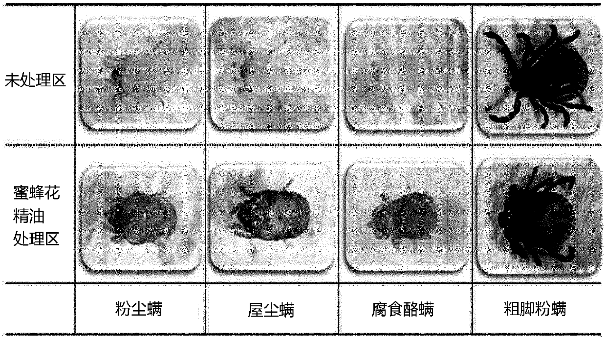 Natural acaricide for mites, identification marker for mites, and method for manufacturing same