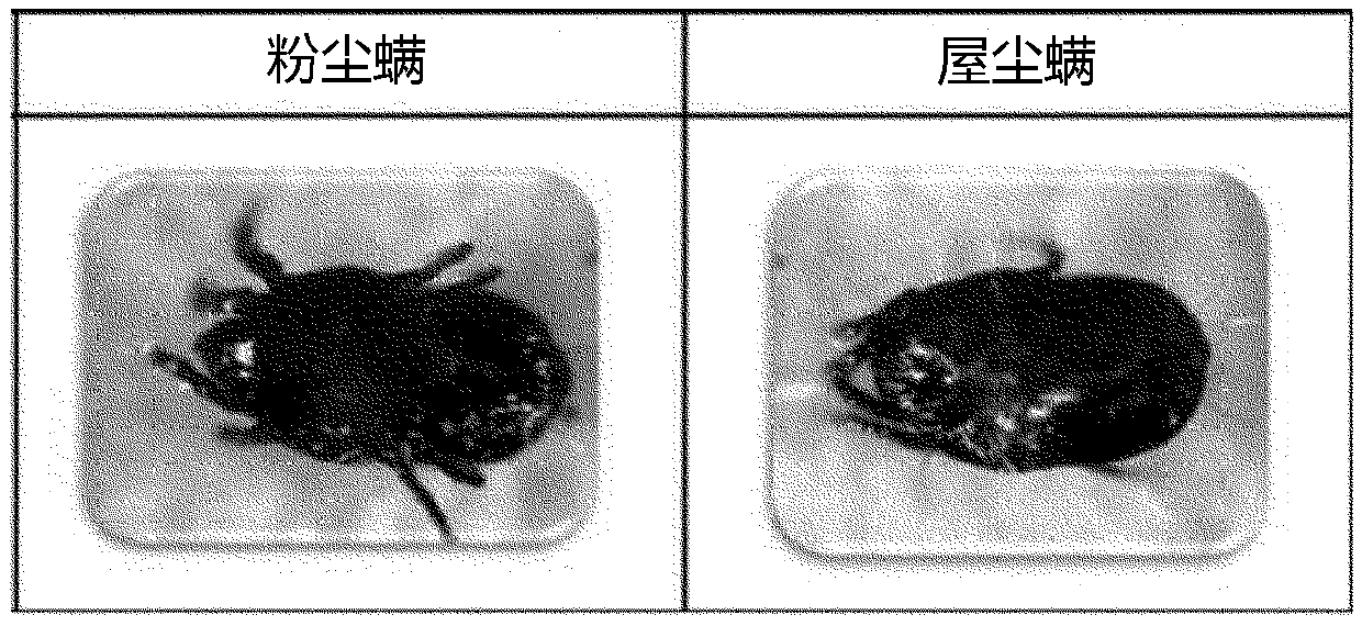 Natural acaricide for mites, identification marker for mites, and method for manufacturing same