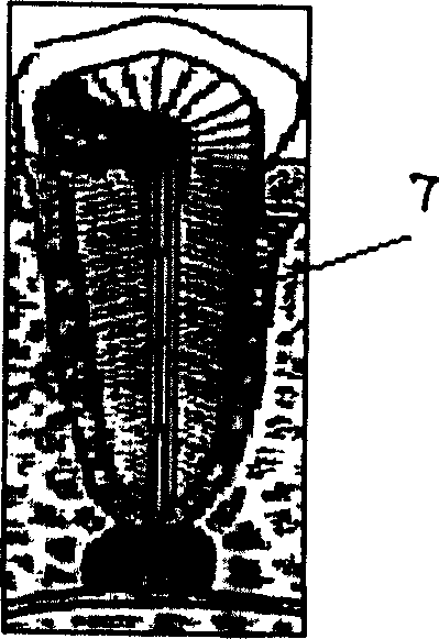 Hollow fiber medicine carrier and its preparing method and use